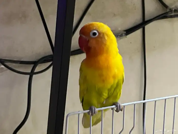 فيشر اليف تم البيع الي يبي طيور يتواصل معي 1