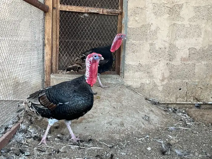 ديوك رومي للبيع 1