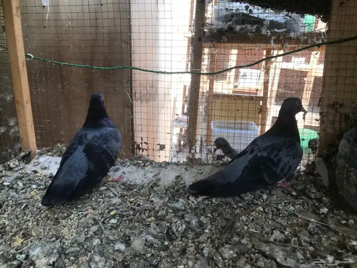 صنعاني اصيل شيبه 27