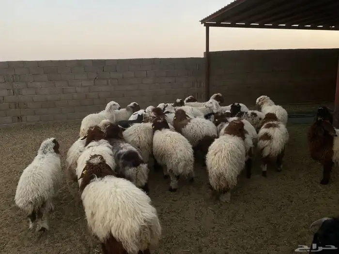 30 راس نعيمي 2