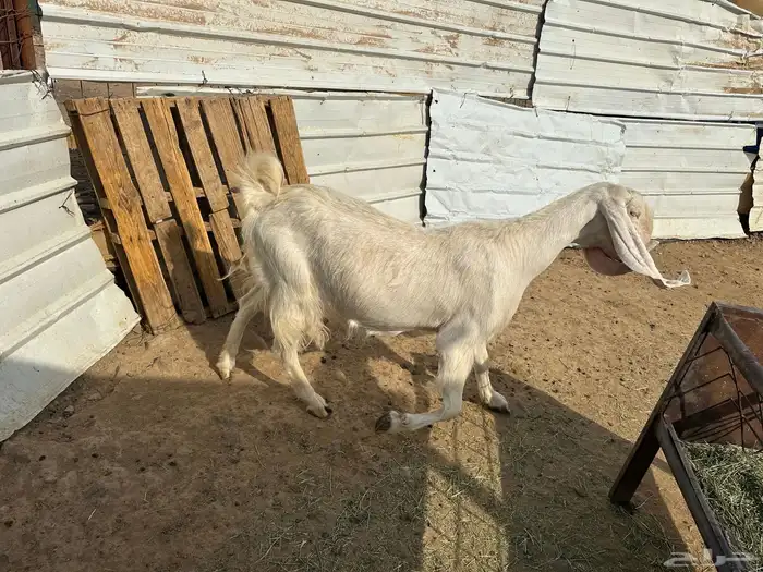 عنز بيضا مطوره معاها تيس وجفره رايمه واحد والثاني نرضعه منه 2