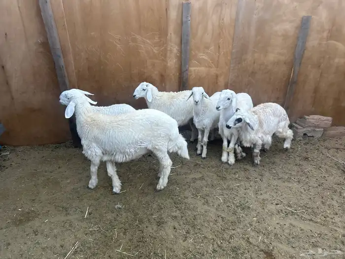 طليان ورخال ذبايح 2