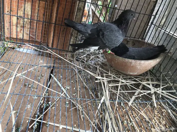 صنعاني اصيل شيبه 6