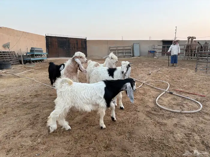 تيوس طيبه عدد 5 سومها 1060 11