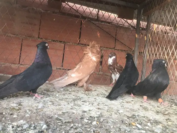 حمام صربي وفرايد زينه 3