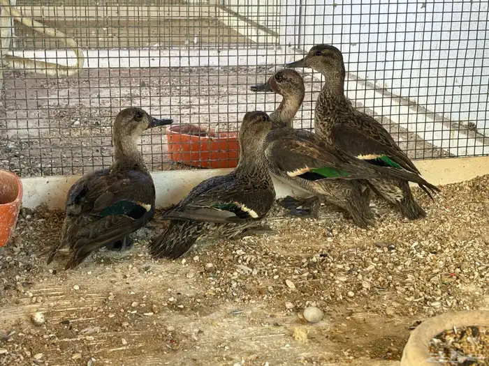 للبيع وز طيار 0