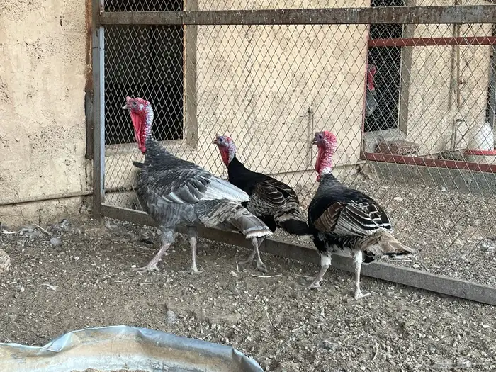 ديوك رومي للبيع 3