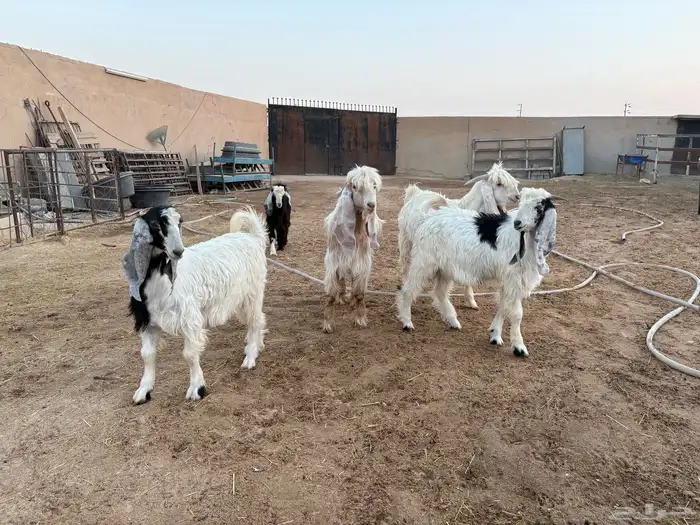 تيوس طيبه عدد 5 سومها 1060 12