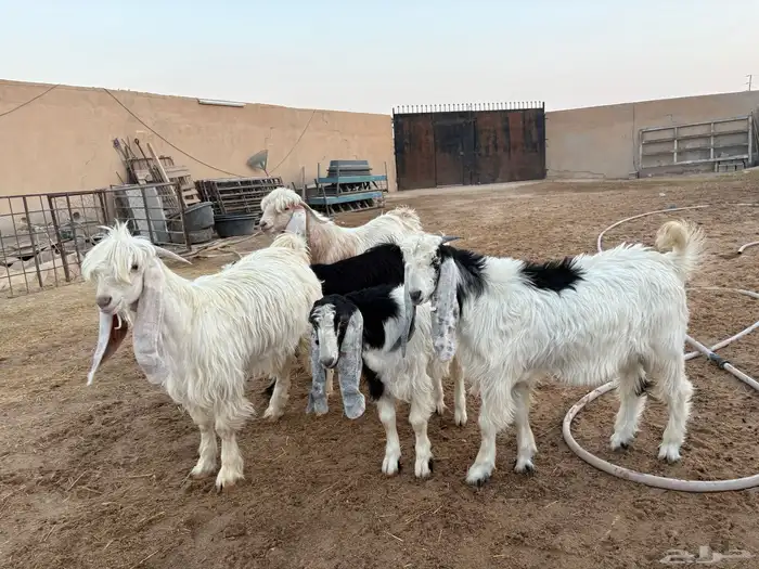 تيوس طيبه عدد 5 سومها 1060 8