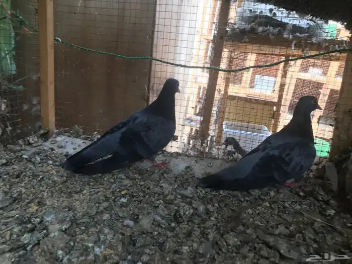 صنعاني اصيل شيبه 24