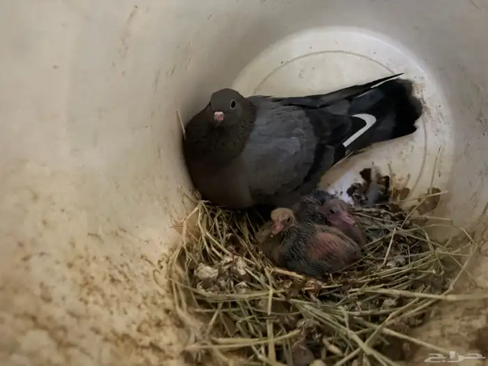 جوز صنعاوي 0