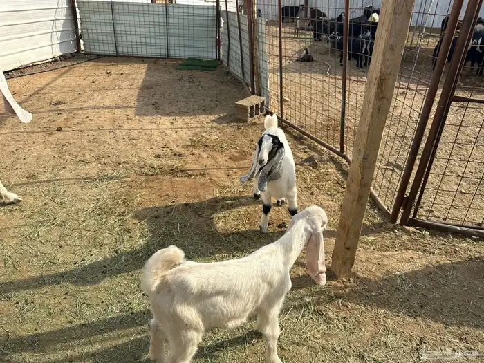 عنز بيضا مطوره معاها تيس وجفره رايمه واحد والثاني نرضعه منه 0