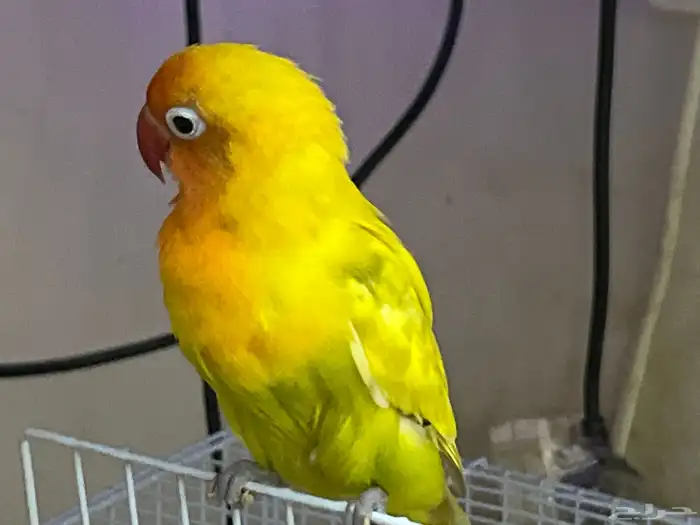 فيشر اليف تم البيع الي يبي طيور يتواصل معي 0