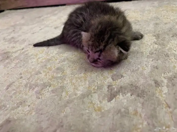 الرياض حي المونسية 5