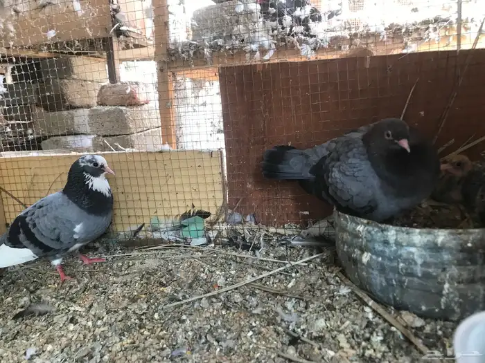 صنعاني اصيل شيبه 18