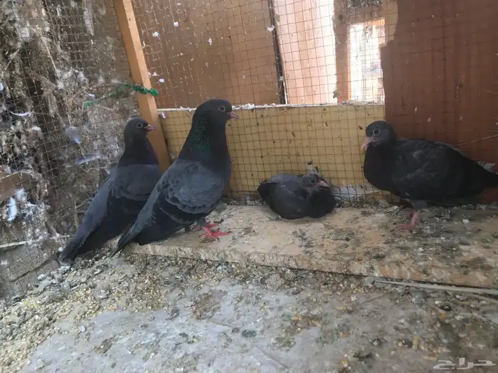 صنعاني اصيل شيبه 22