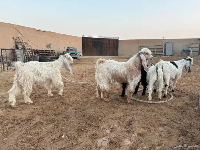 تيوس طيبه عدد 5 سومها 1060 9