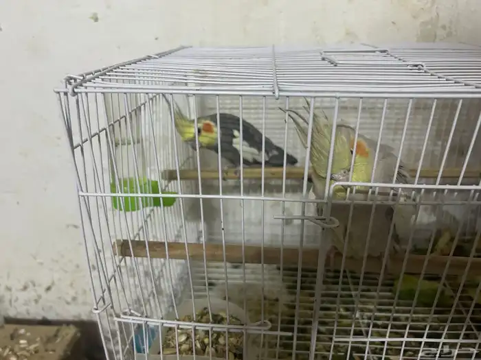 سلام عليكم جوز كروان منتاج 0