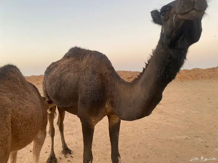 عشره معها بكره 4