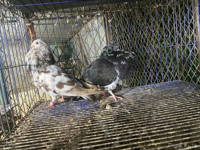 حمام الإسباني إناث 1