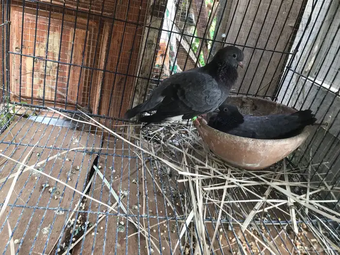 صنعاني اصيل شيبه 5