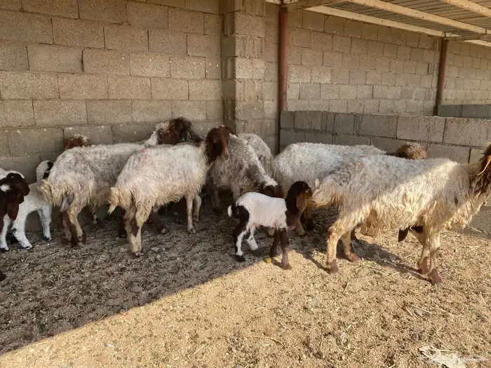 غنم مواليد نعيم 2