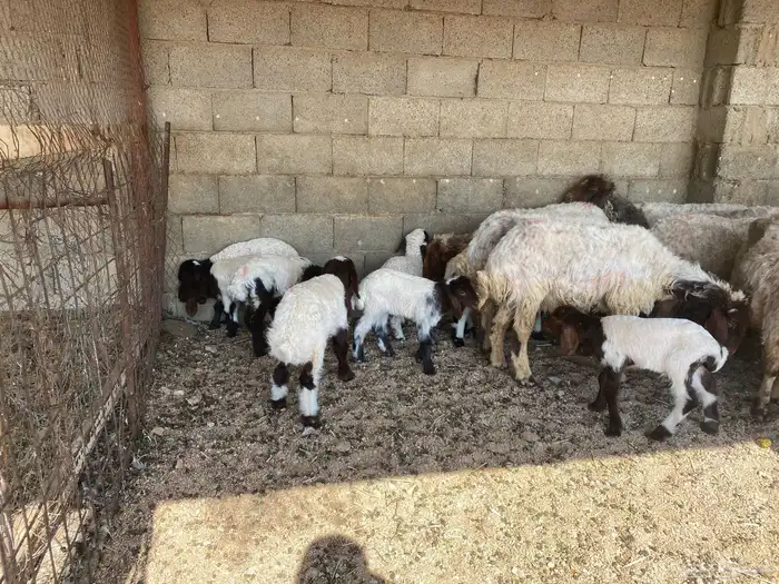 غنم مواليد نعيم 0