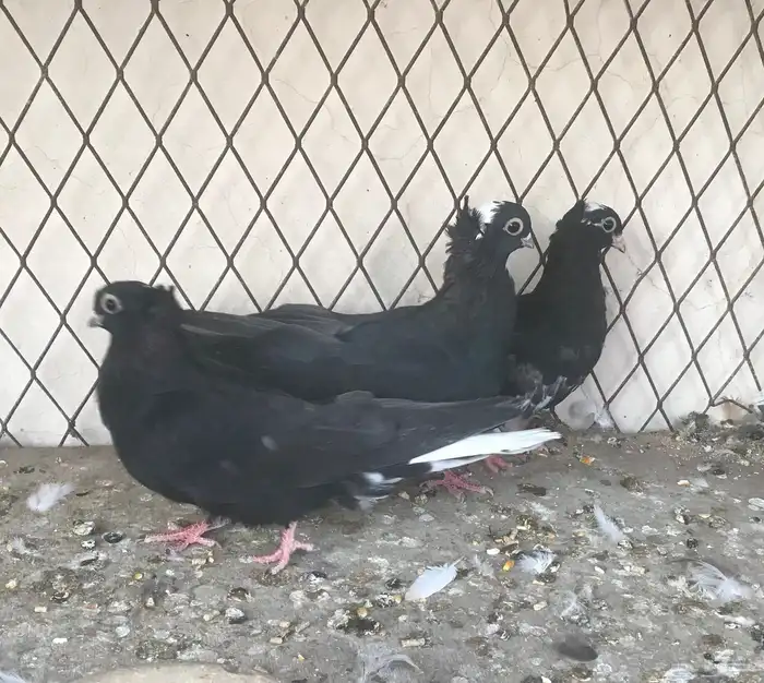 حمام صربي وفرايد زينه 4