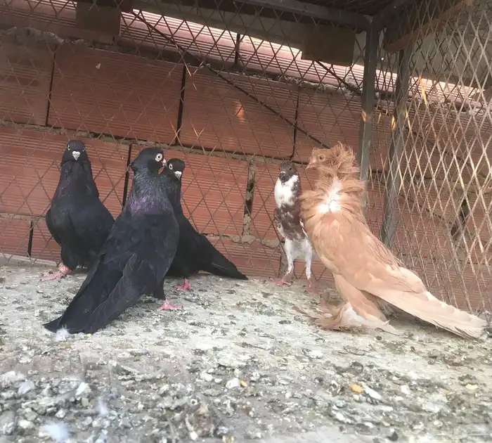 حمام صربي وفرايد زينه 0