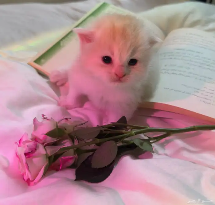 قطه للبيع 10