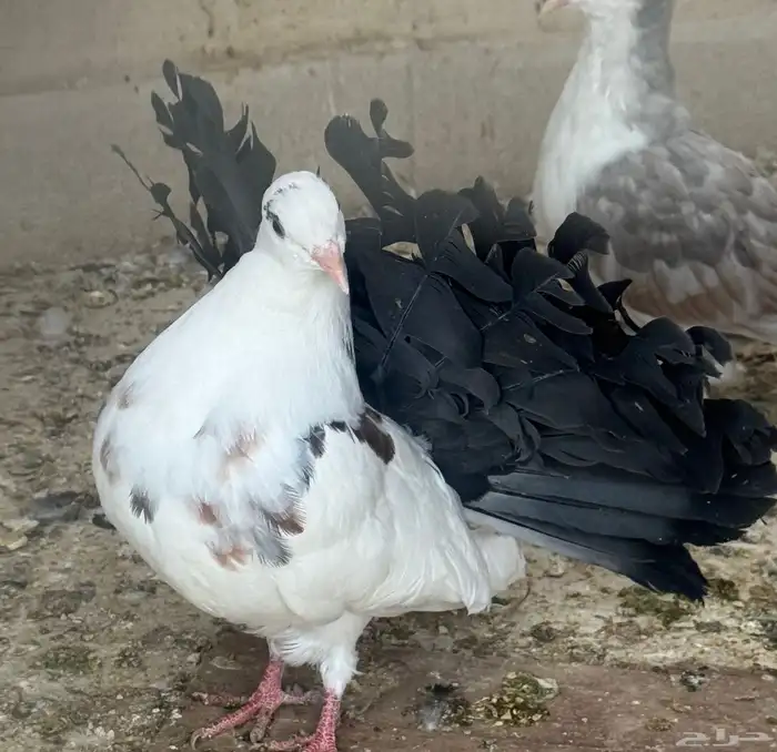 طبات رقاص هولندي 4