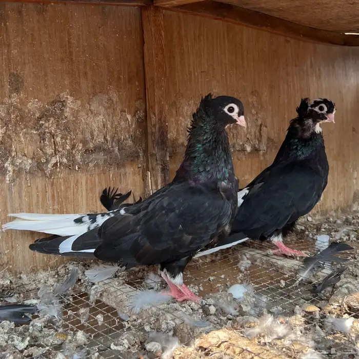 حمام قطيفي 3 اجواز 7