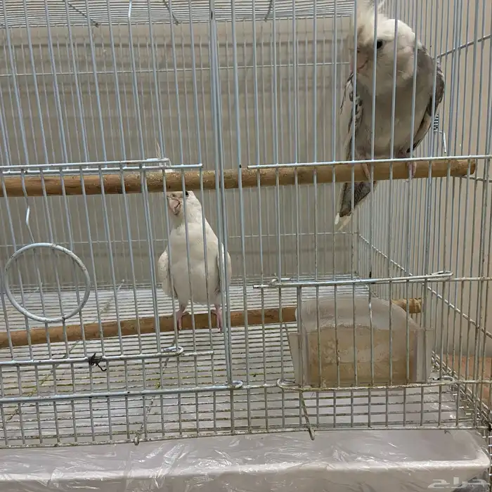 ببغاء كرون أليف يصنفر 0