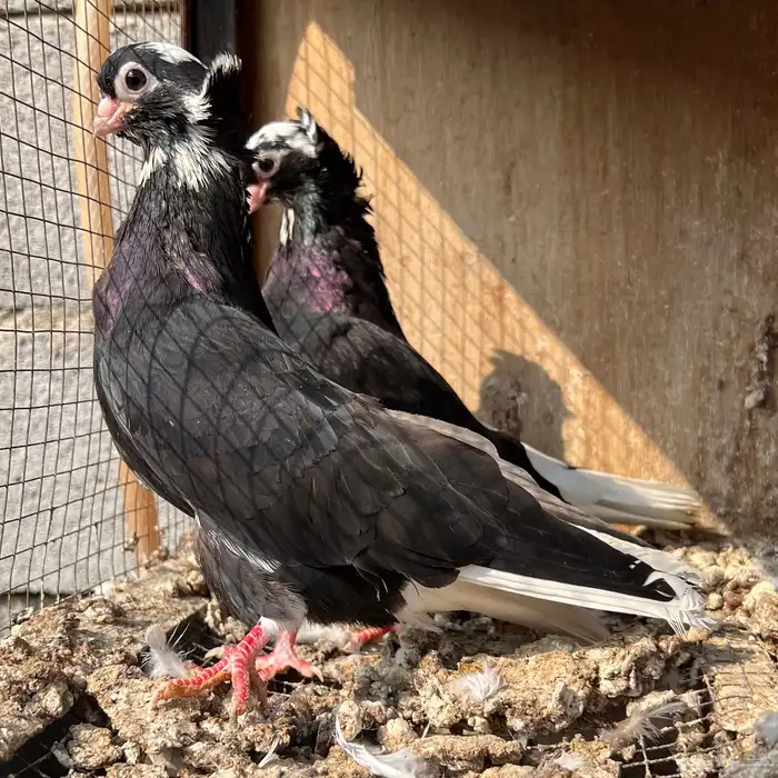 حمام قطيفي 3 اجواز 0