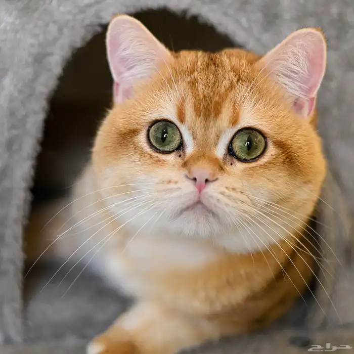 قط للتزاوج سكوتش مسجل 12