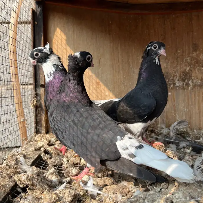 حمام قطيفي 3 اجواز 10