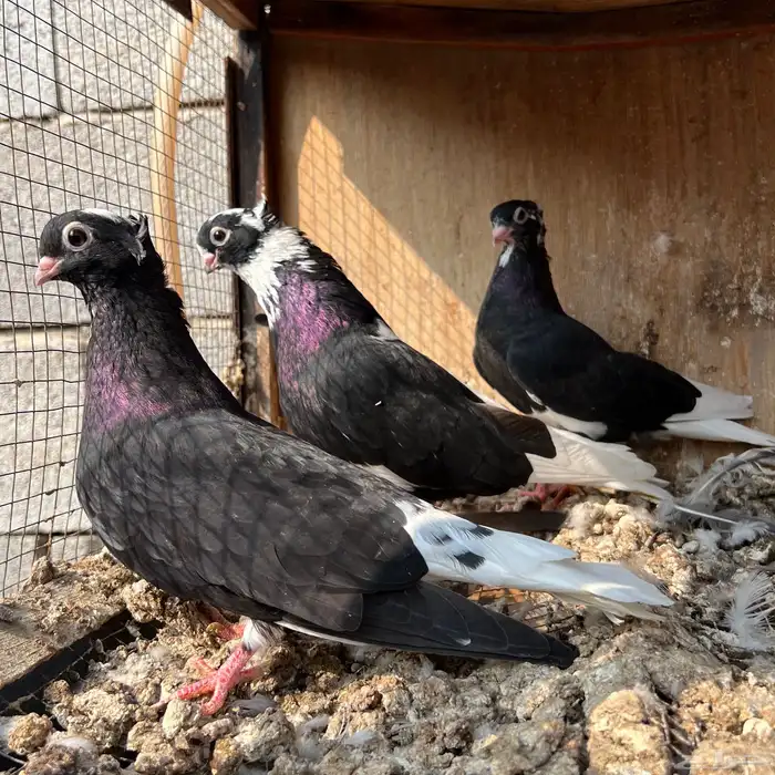 حمام قطيفي 3 اجواز 8