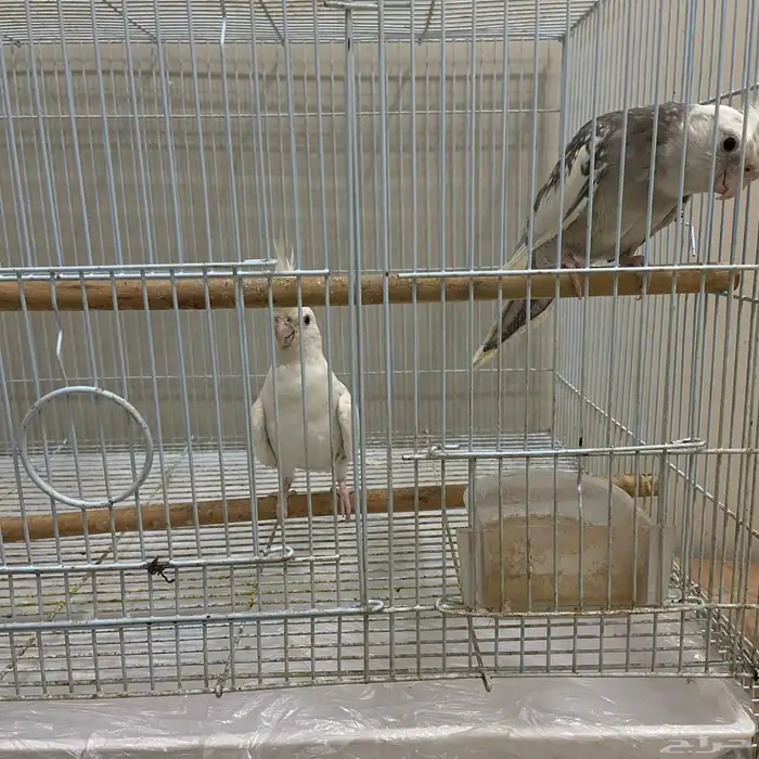 ببغاء كرون أليف يصنفر 1