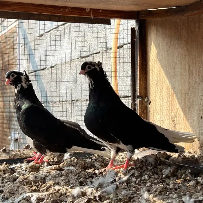 حمام قطيفي 3 اجواز 1