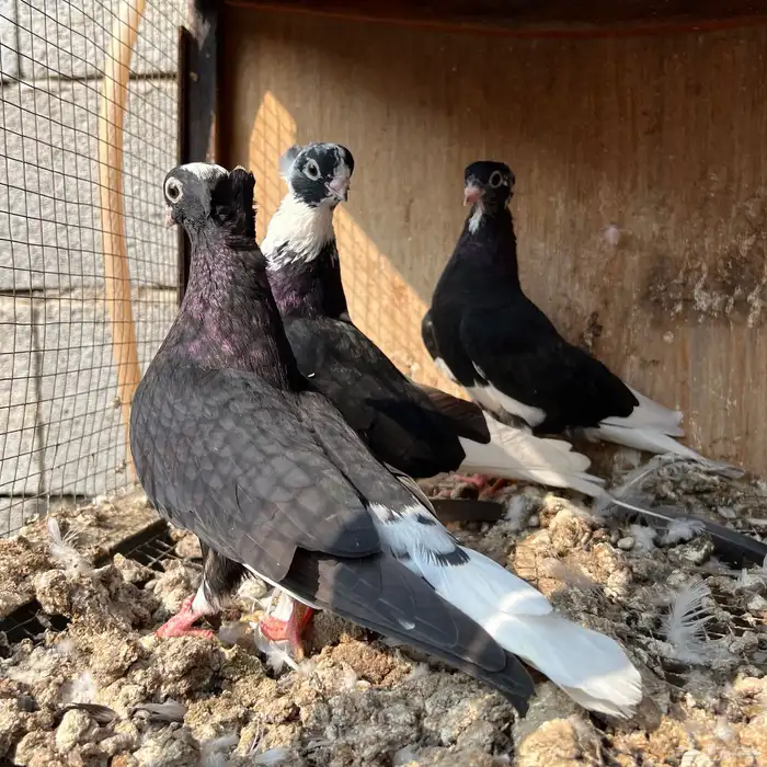 حمام قطيفي 3 اجواز 9