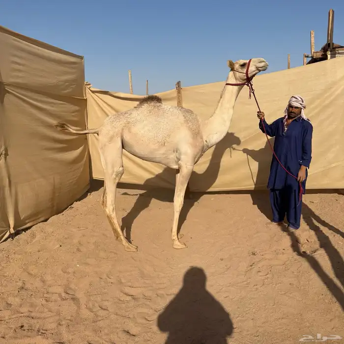 بكره مهجنه 1