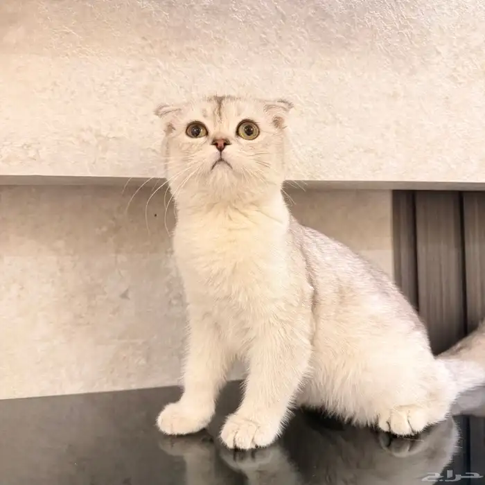 قطه انثى سكوتش فولد 0