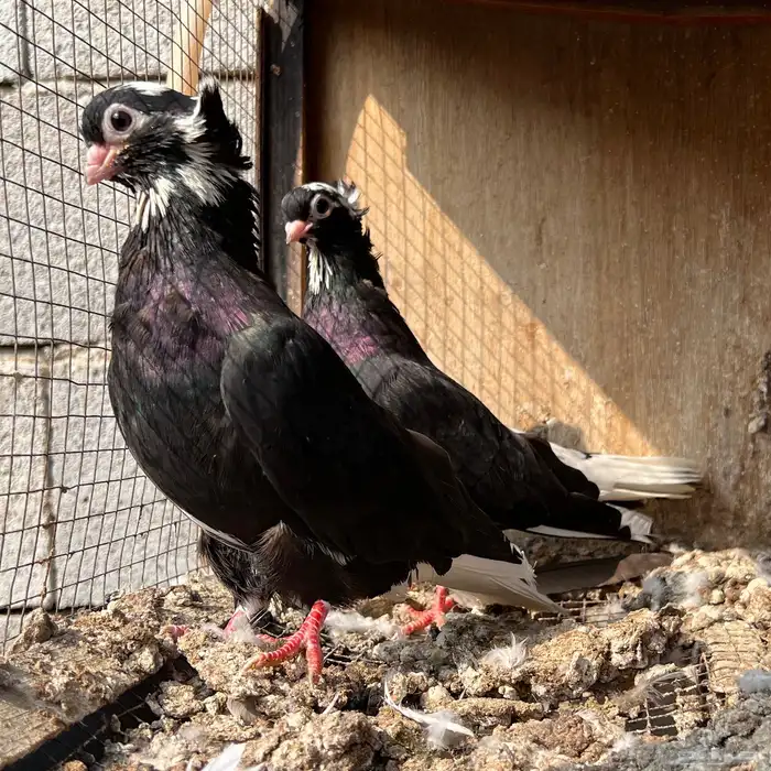 حمام قطيفي 3 اجواز 2