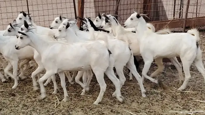 جفار بيشه طيبه 16 رأس ماعز بيشي للبيع 5