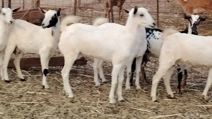 جفار بيشه طيبه 16 رأس ماعز بيشي للبيع 8