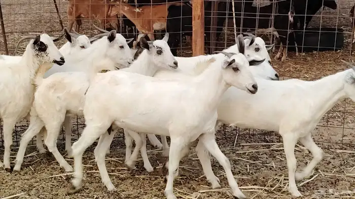 جفار بيشه طيبه 16 رأس ماعز بيشي للبيع 9