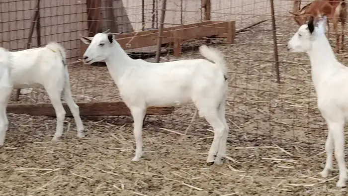 جفار بيشه طيبه 16 رأس ماعز بيشي للبيع 10