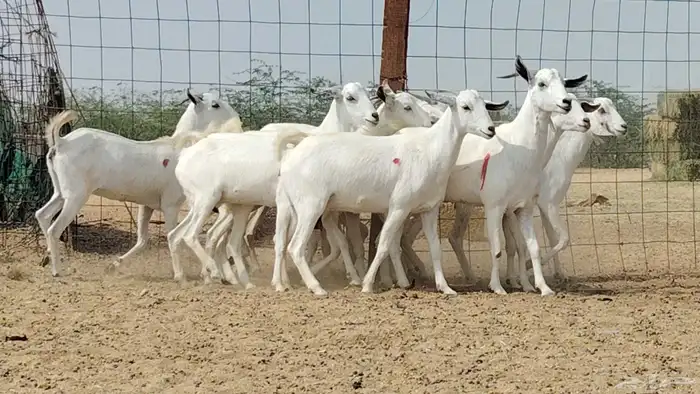 جفار بيشيات العدد 11 رأس 0