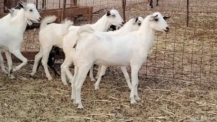 جفار بيشه طيبه 16 رأس ماعز بيشي للبيع 1