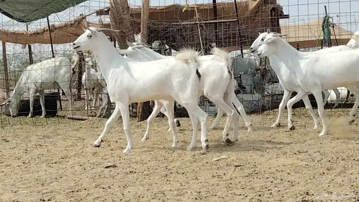 جفار بيشيات العدد 11 رأس 2